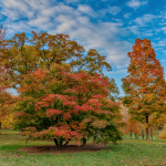 Fall Landscape Ideas for Cincinnati Homes