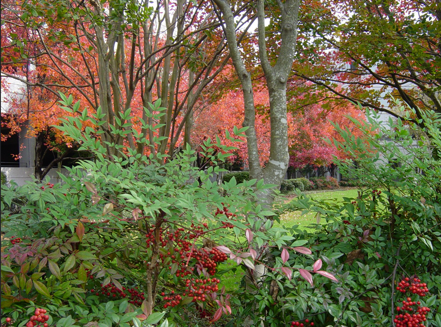 Shrub Pictures for Fall Landscape Ideas