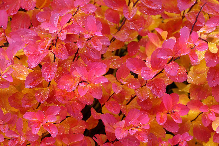 Shrub Pictures for Fall Landscape Ideas