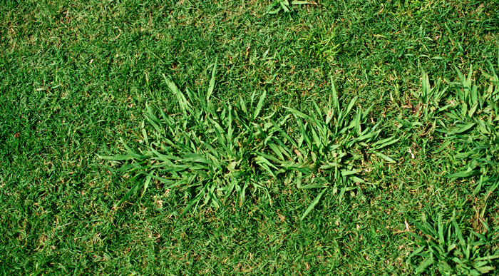 Crabgrass Preventer: With Paramount, It’s Not Too Late