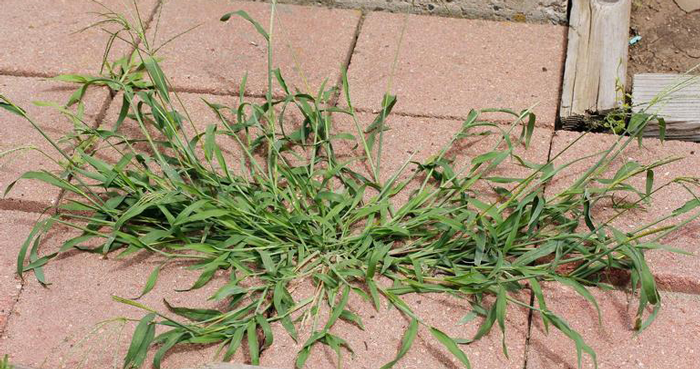 Crabgrass Preventer: With Paramount, It’s Not Too Late