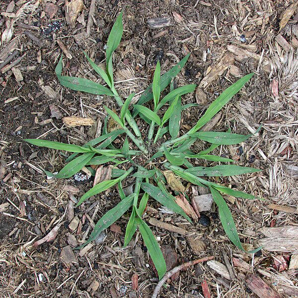 Crabgrass Pre-Emergent: Early Spring is the Best Time