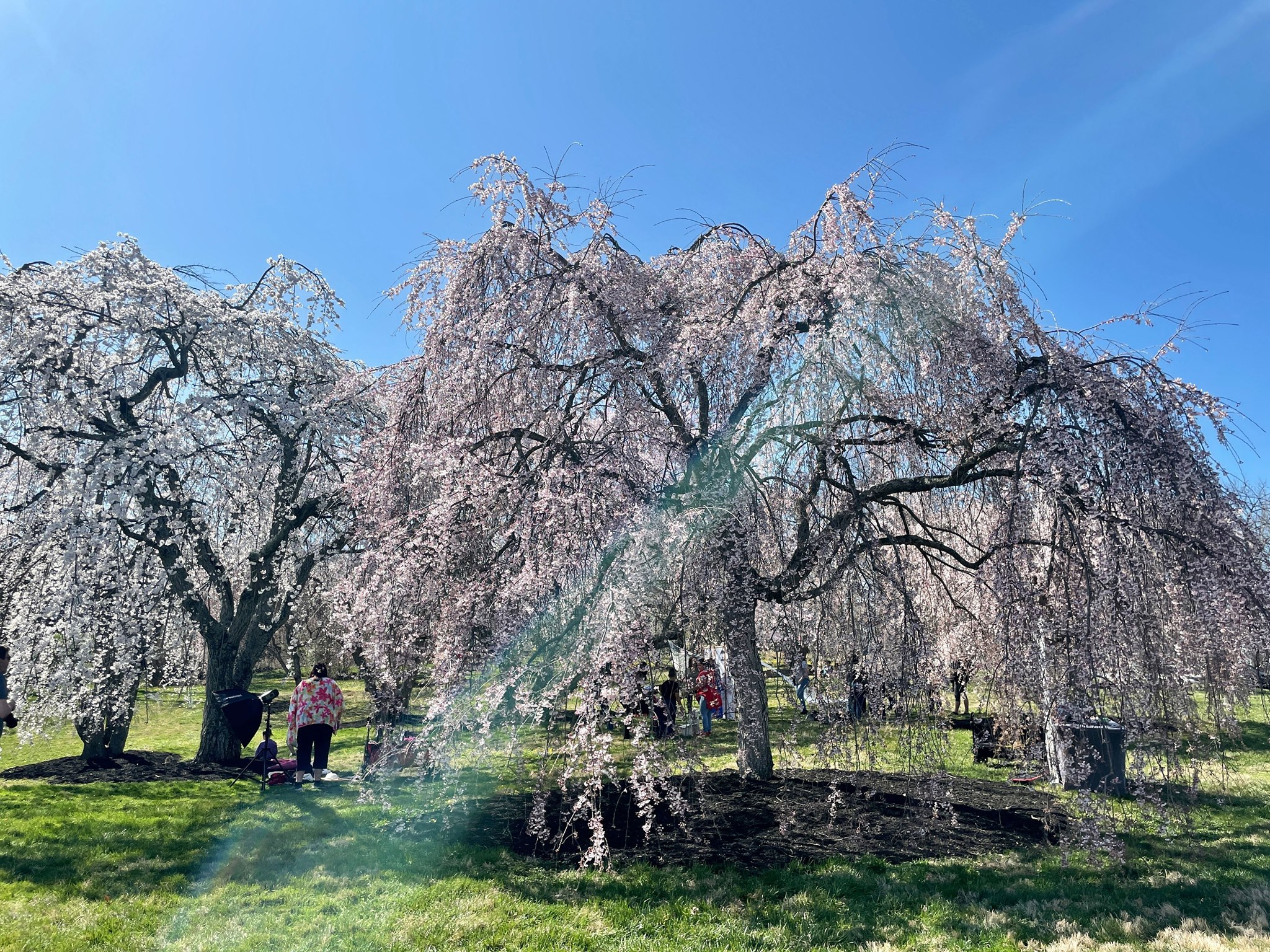 Landscaping Cincinnati: Clusters of Flowering Trees