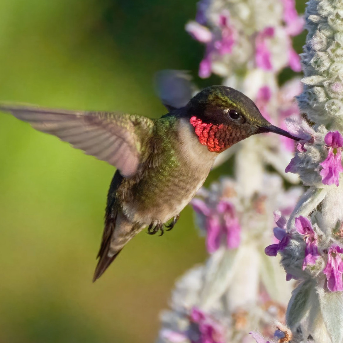 10. Landscaping Cincinnati: How to Attract Hummingbirds