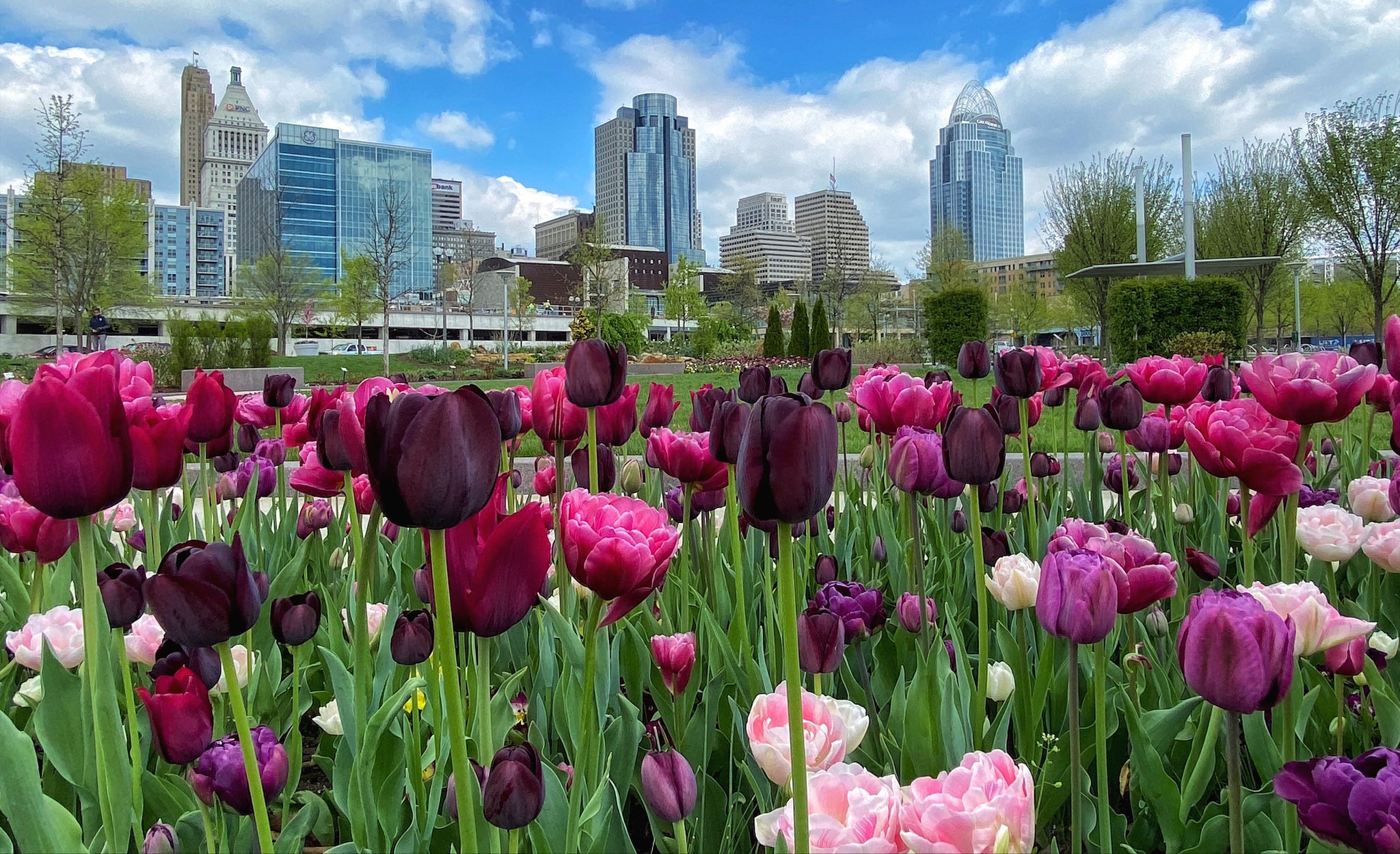 Landscaping Cincinnati: Spring Bulbs Abound