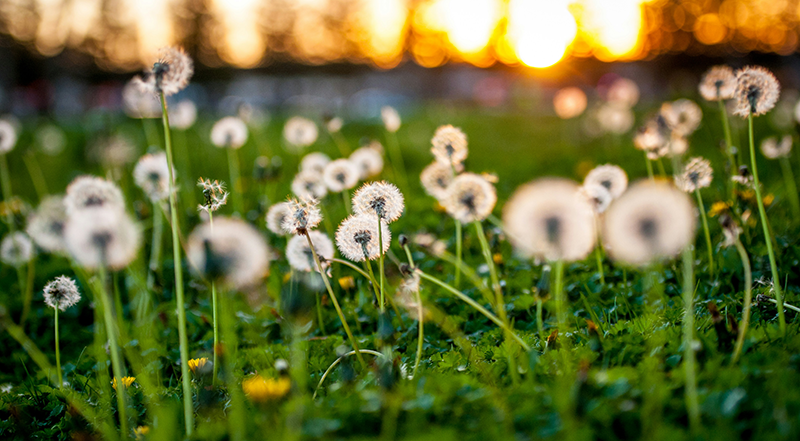 Without Dandelion Weed Control, What Happens?