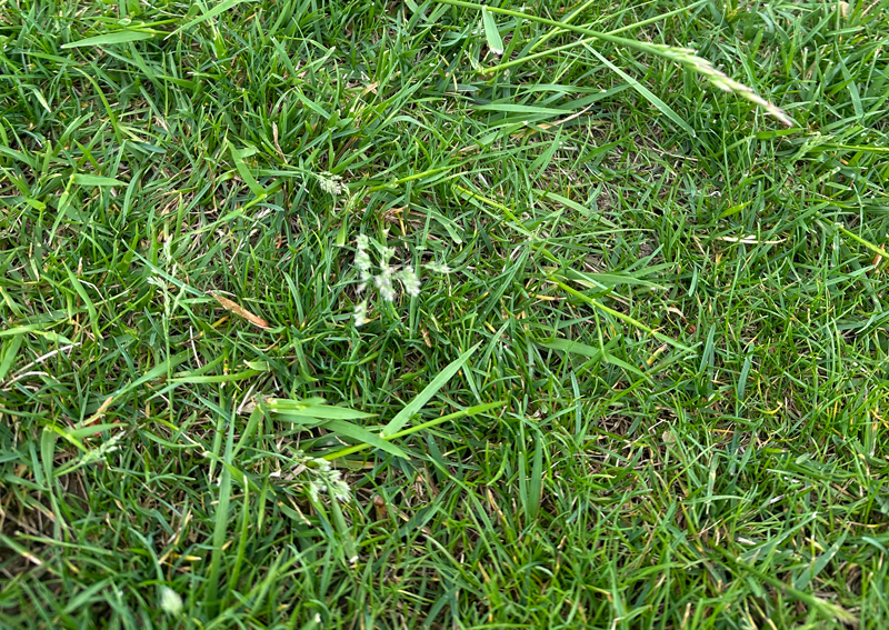 Weeds in Grass? Or Kentucky Bluegrass Going to Seed?