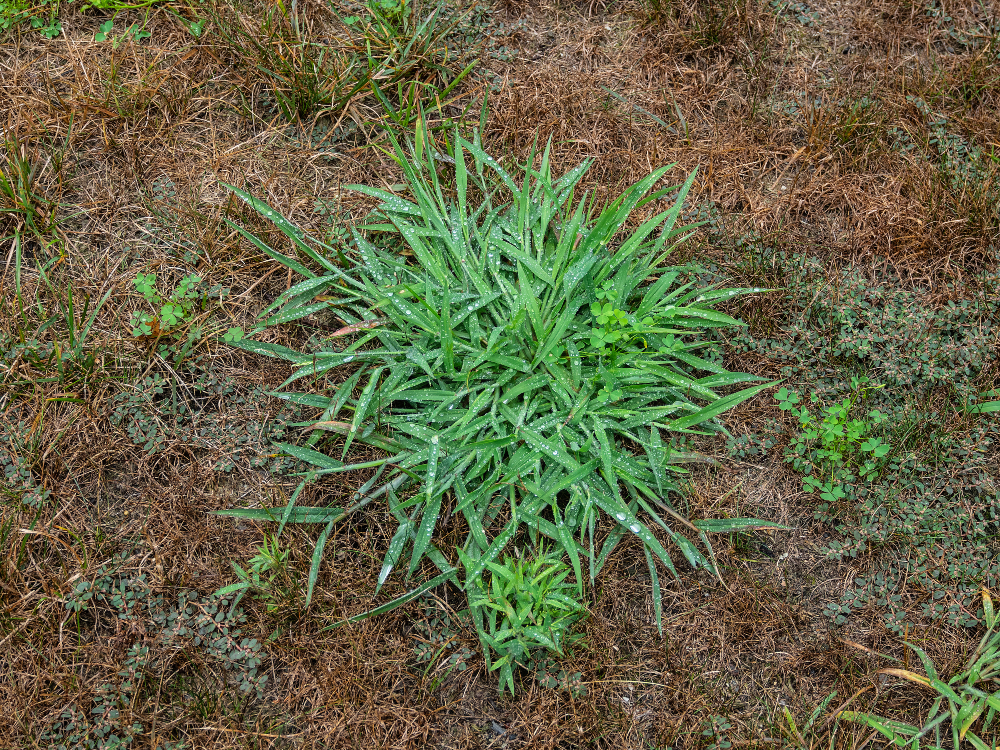 How to Control Crabgrass | Yard and Garden