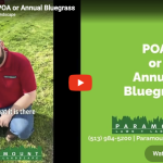 Weed Alert: POA or Annual Bluegrass