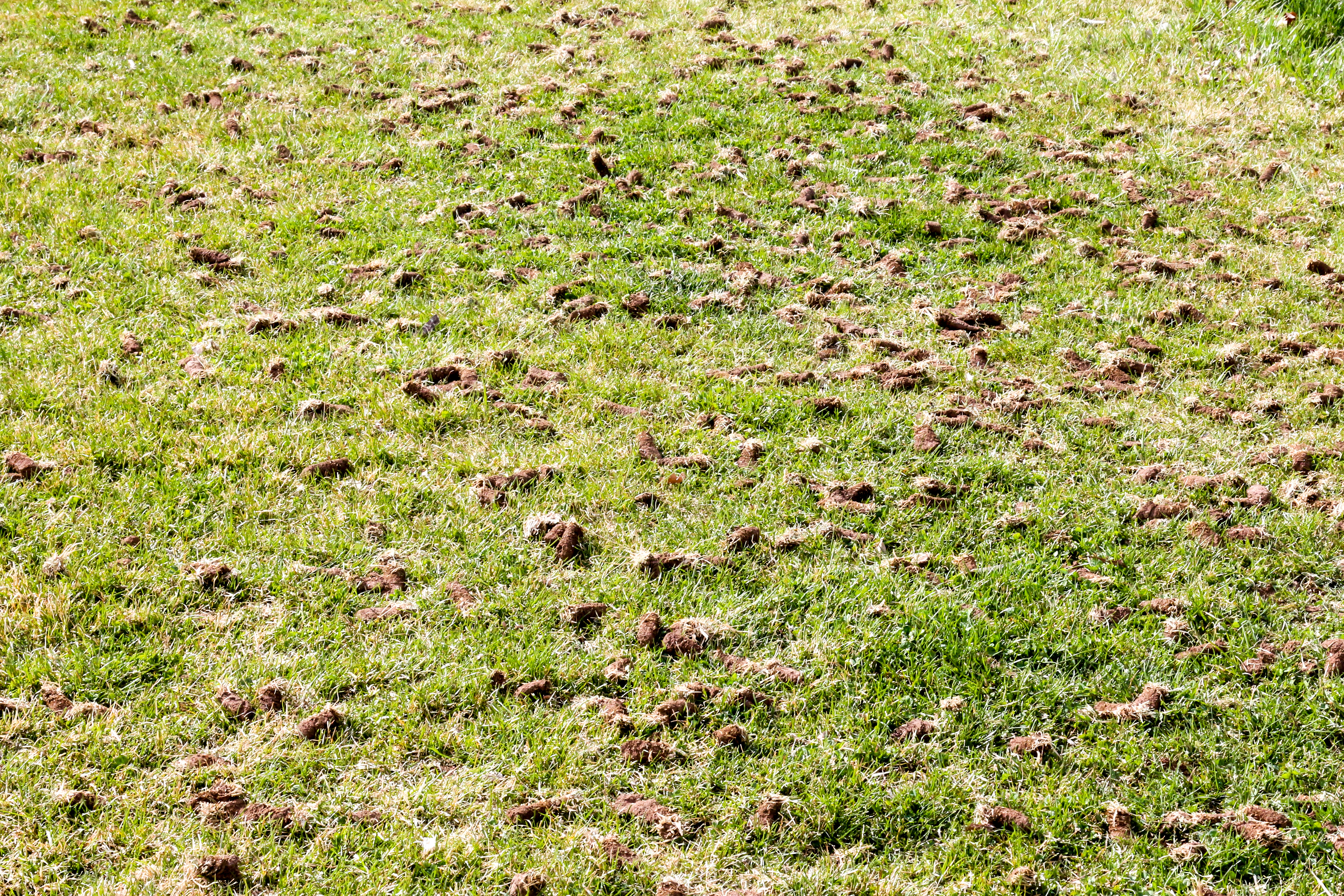 Overseeding, Aerating & Dethatching - Autumn Landscape Maintenance