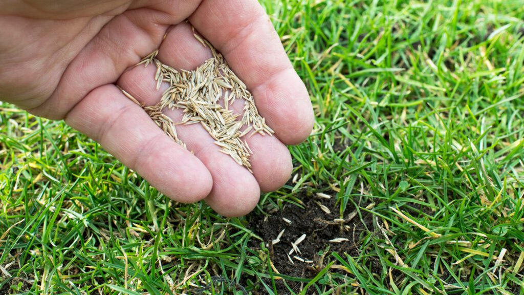 Fall Lawn Revival: Aeration and Overseeding for a Lush Lawn | On The Green, Inc.