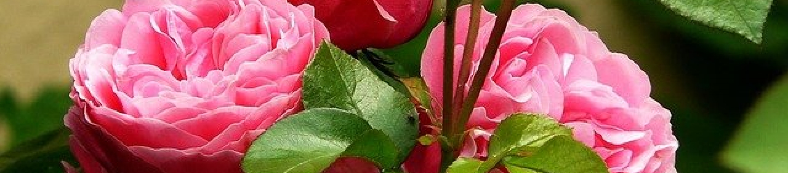 Planting Roses - Paramount Landscaping