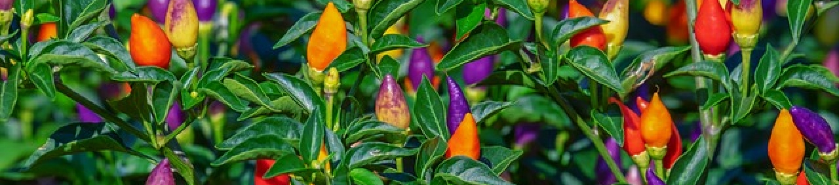 OverWintering Your Pepper Plants Paramount Landscaping